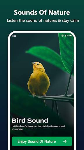 Bird Ringtone: Bird Sound screenshot 1