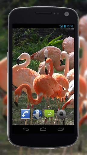 4K Flamingo Video Live Wallpapers screenshot 2