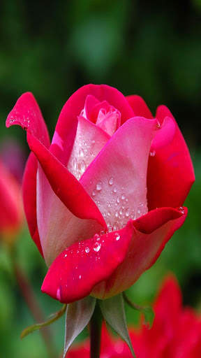 Flowers Live Wallpaper screenshot 3