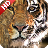 Tiger Vs Lion Wallpaper icon