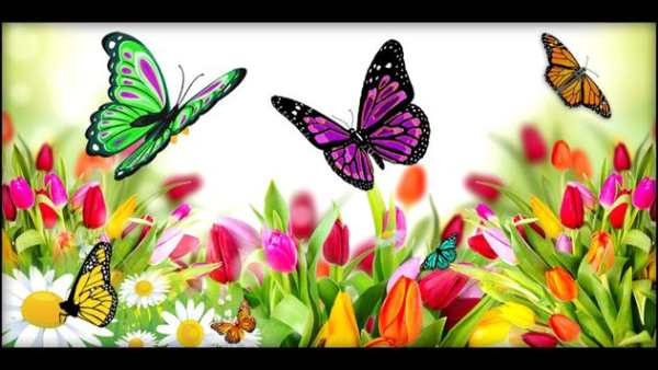 Dubai Butterfly Garden 360View screenshot 1