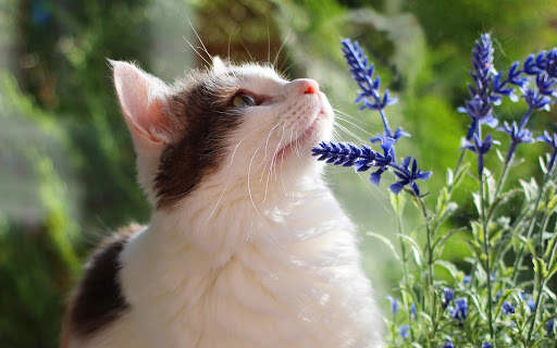 Cats Live Wallpapers screenshot 6