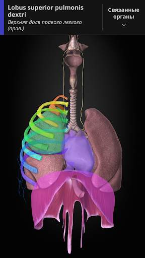 Anatomyka - 3D анатомия скриншот 8