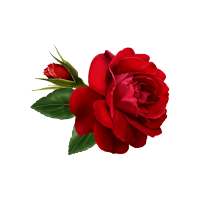 Flowers and Roses Live Wallpaper