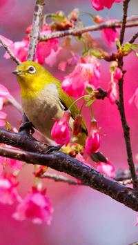 Beautiful Birds Wallpapers HD screenshot 6