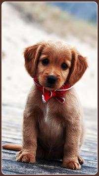 HD Golden Retriever Wallpapers Pets Dogs screenshot 2