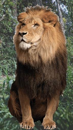 Lion Photo Editor – Tiger Photo Frames screenshot 6