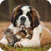 Saint Bernard Live Wallpaper 1.00