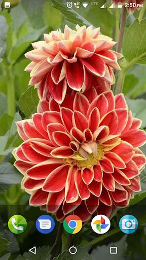 Dahlia Flower Wallpaper Hd screenshot 1