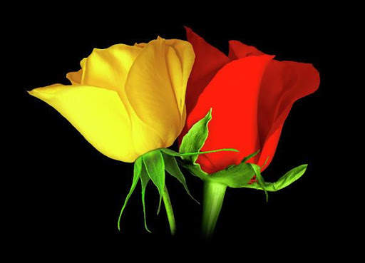 Flowers And Roses Animated Images Gif pictures 4K 9 تصوير الشاشة