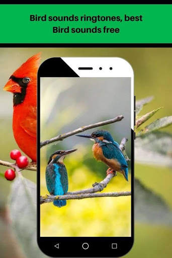 Bird sounds ringtones, best Bird sounds free screenshot 1