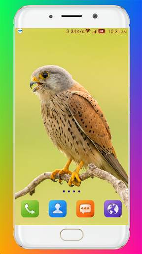 Bird Wallpaper HD screenshot 2