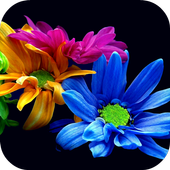 Flowers Live Wallpaper icon