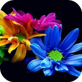 Flowers Live Wallpaper 1.0