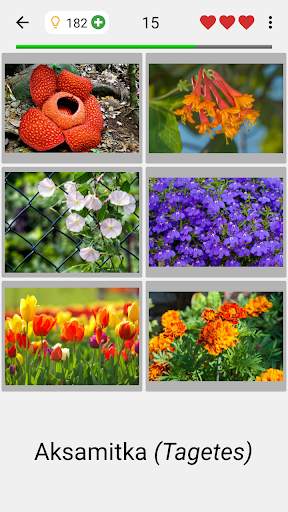 Kwiaty - Botaniczny quiz o pięknych roślinach screenshot 2