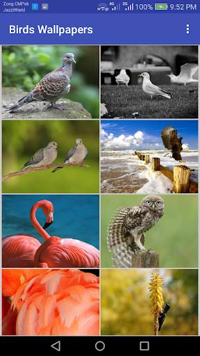 Birds Wallpapers स्क्रीनशॉट 3