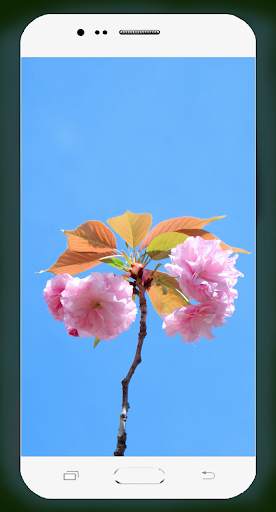Sakura Wallpaper HD screenshot 3