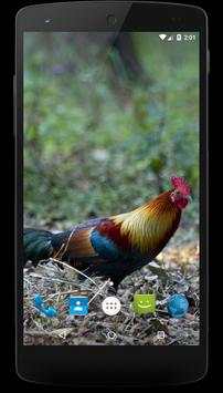 Red junglefowl Wallpapers screenshot 4