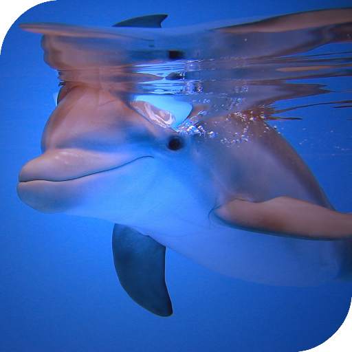 Dolphins HD Live Wallpaper 4.0