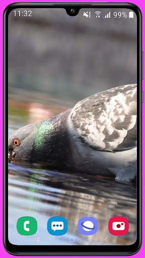 Pigeon Wallpaper Best HD screenshot 16