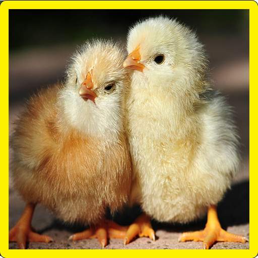 Chick Memory Game 3.0