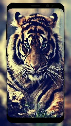 Tiger Wallpaper HD screenshot 5