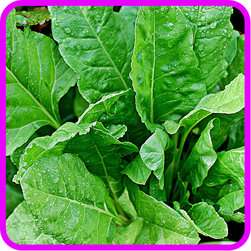 Spinach Recipes: Spinach salad, Spinach quiche icon