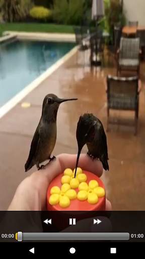 Brazilian's birds sounds screenshot 6