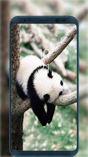 Cute Panda Wallpapers HD for Android screenshot 2