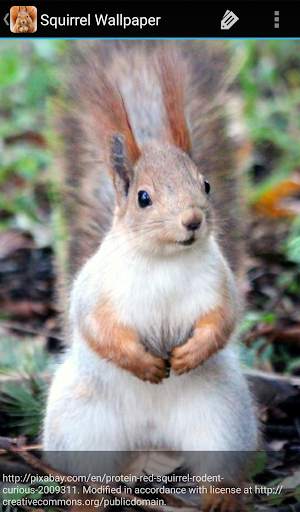 Squirrel Wallpaper screenshot 8