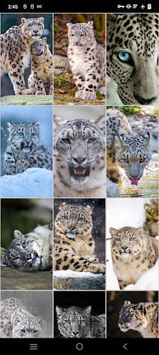 Snow Leopard Wallpapers screenshot 6