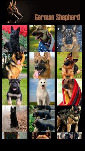 German Shepherd Wallpaper screenshot 1