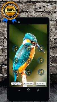 Common Kingfisher Bird Call : Kingfisher Sound screenshot 1