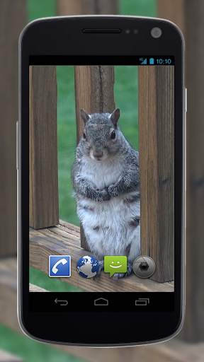 4K Park Squirrel Video Live Wallpaper screenshot 3