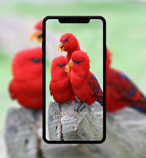 Beautiful Bird Wallpaper 6 تصوير الشاشة