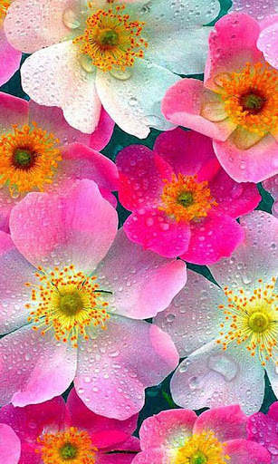 Nature Flowers Wallpaper screenshot 3