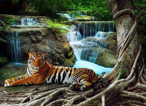 Wild Animal Photo Backgrounds 8 تصوير الشاشة