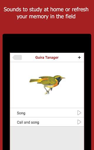 Birds of Peru screenshot 9