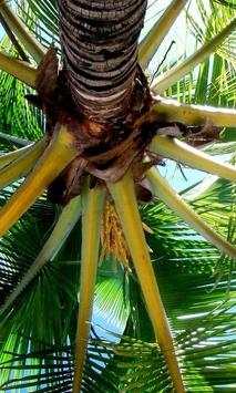Palm Tree Wallpapers screenshot 3