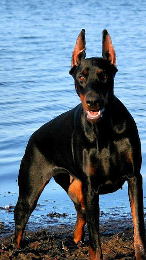 Doberman Wallpaper: backgrounds hd screenshot 4