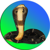Snake On Screen Cobra Simulator icon