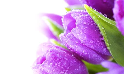 Flower Photo Frames screenshot 7