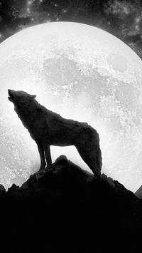 HD Wolf Wallpapers screenshot 5