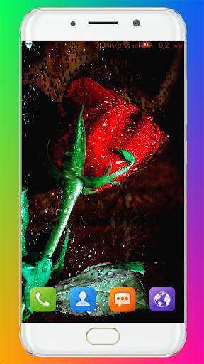 Red Rose Wallpaper screenshot 14