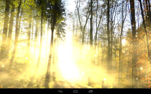 Foresta sfondo screenshot 9