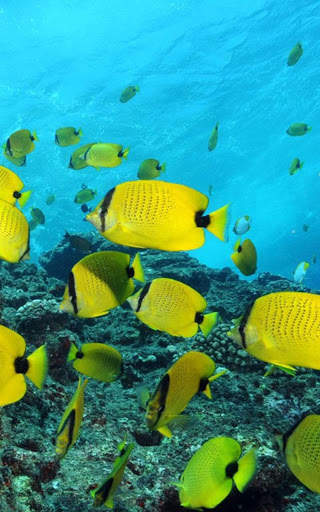 HD Ocean Fish Live Wallpaper screenshot 7