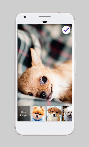 Cute Dogs Domestic Pets Beautiful Lock Screen screenshot 3