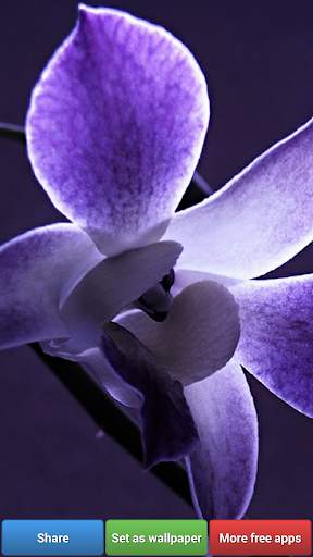 Flowers HD Wallpapers screenshot 7