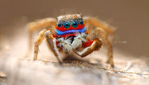 Spider Live Wallpaper (Wallpapers & Backgrounds) screenshot 7