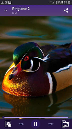 Duck - RINGTONES and WALLPAPERS screenshot 3